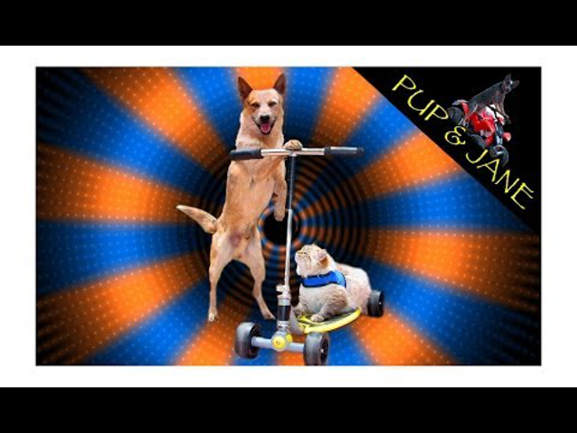 Kutya-macska rollerezés