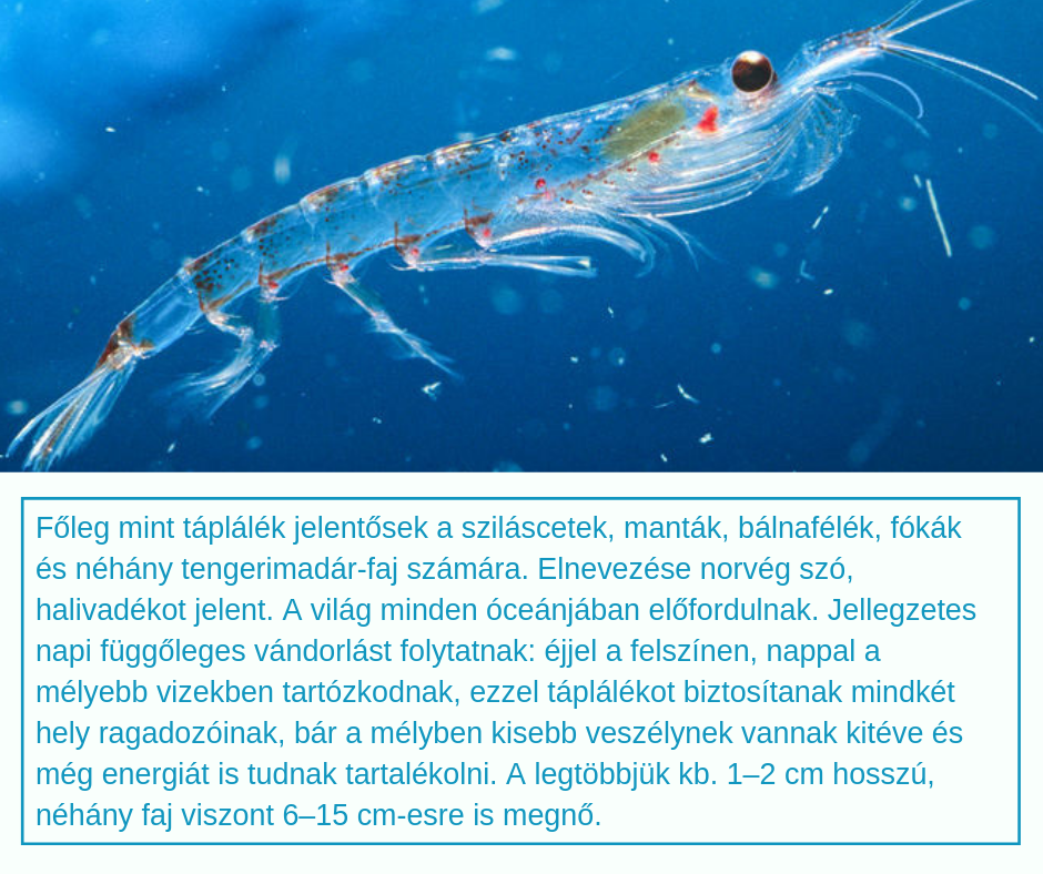 1_a_lloma_s.png