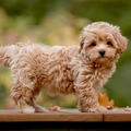 Puppies for Sale: Your Comprehensive Guide to Finding the Perfect Companion