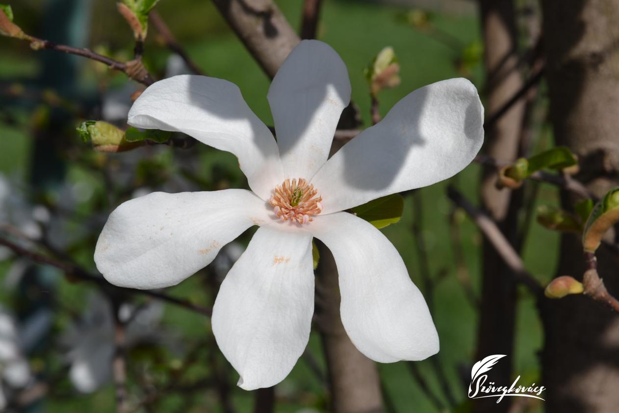 magnolia2.jpg