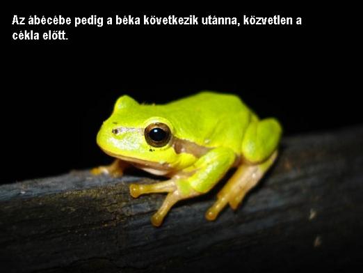 béka.JPG