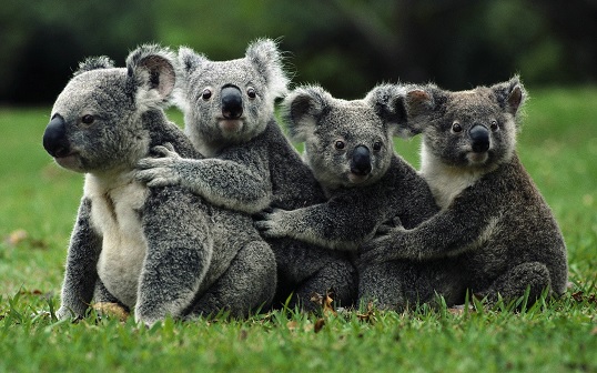 koalák.jpg