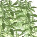 A stevia gyógyászati előnyei