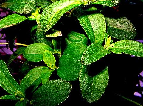Stevia foliage.JPG