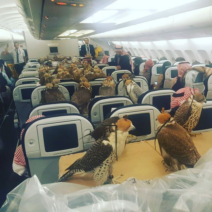 80-falcons-on-plane-saudi-prince-1.jpg