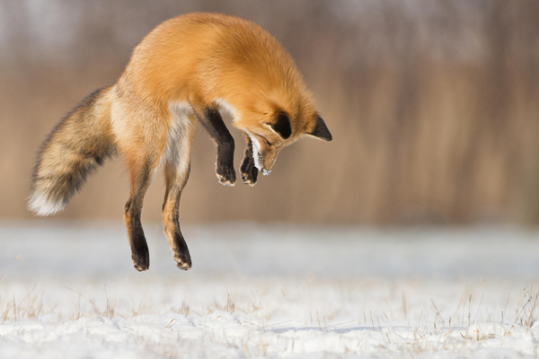25-fox-pictures.jpg