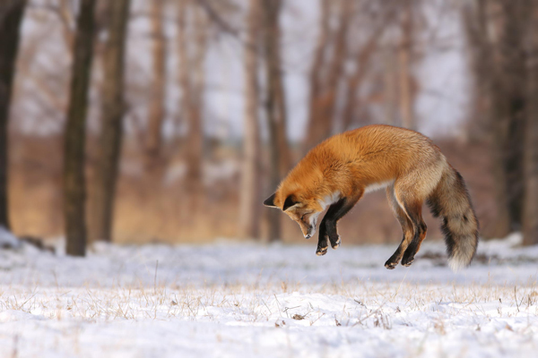 28-fox-pictures.jpg