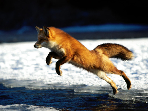 29-fox-pictures.jpg
