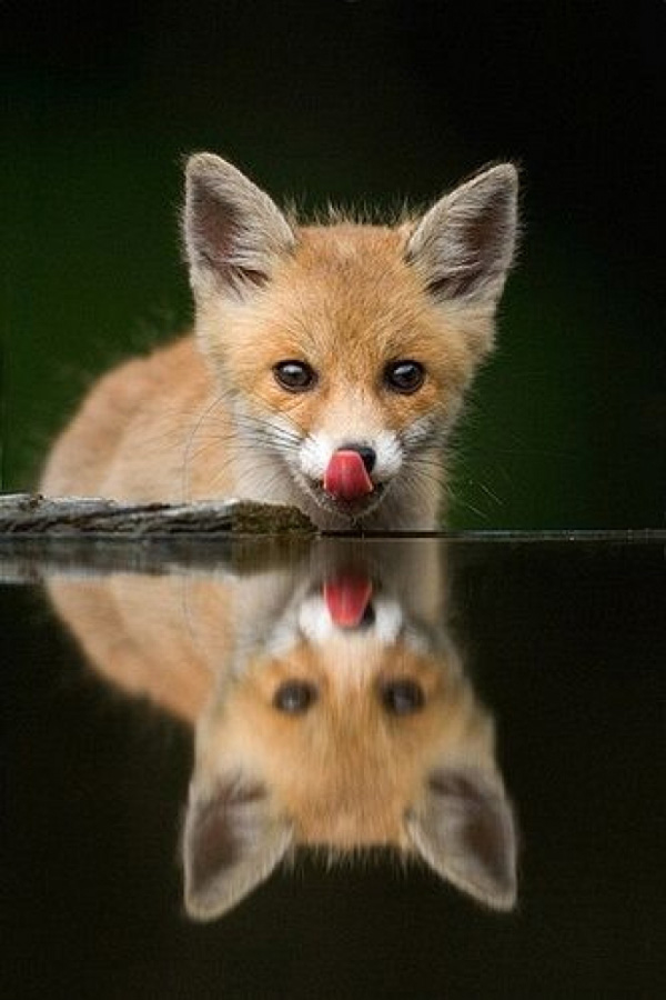 30-fox-pictures.jpg