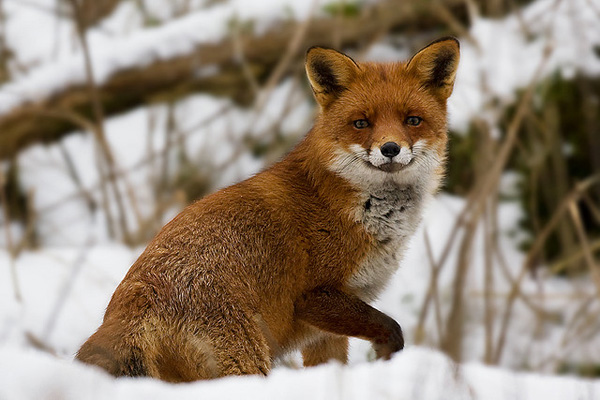 6-fox-pictures.jpg