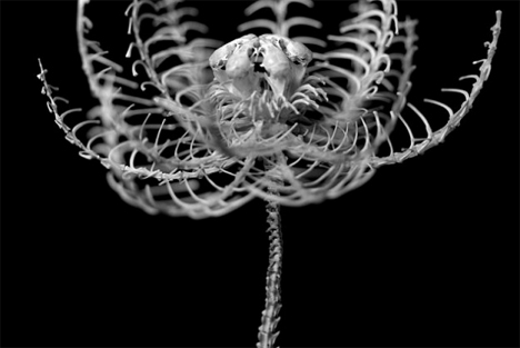 Bone-Flowers-Skeleton-Sculptures-4.jpg