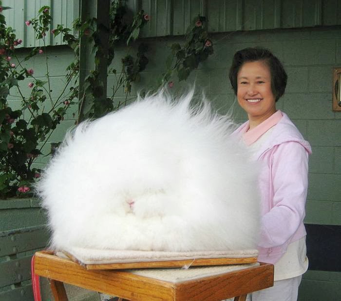 The most fluffy bunny in the world01.jpg