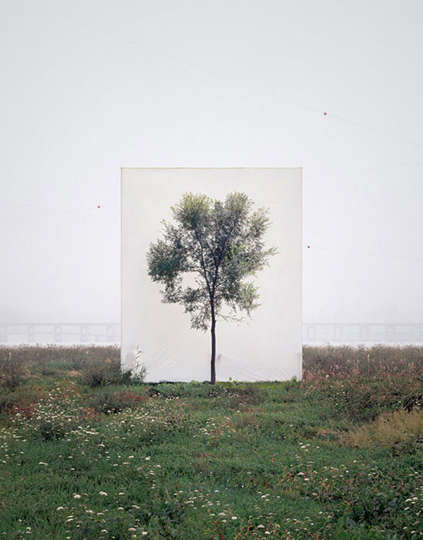 canvas-backdrops-behind-trees-myoung-ho-lee-8.jpg