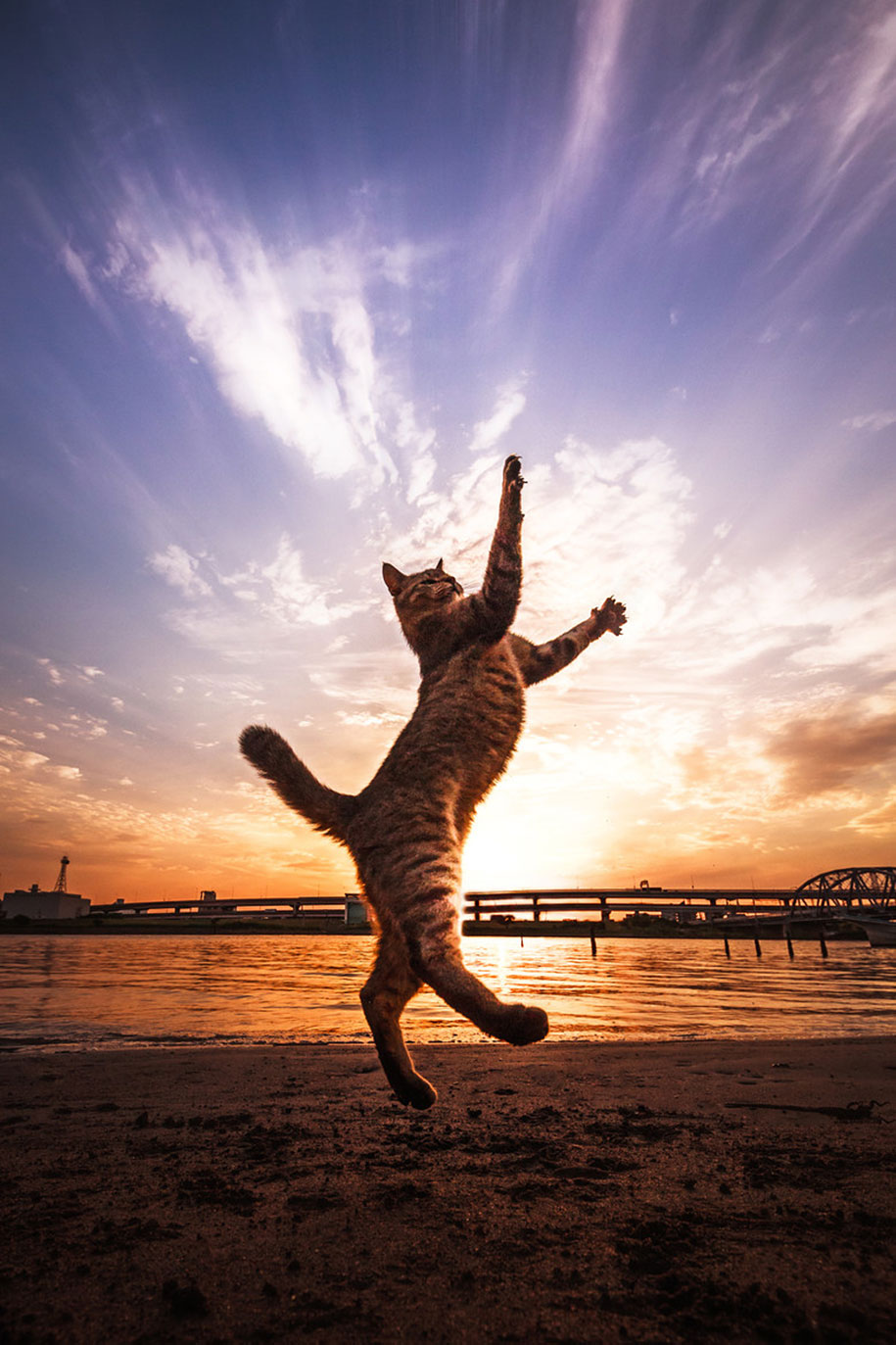 cat-portraits-seiji-mamiya-6.jpg