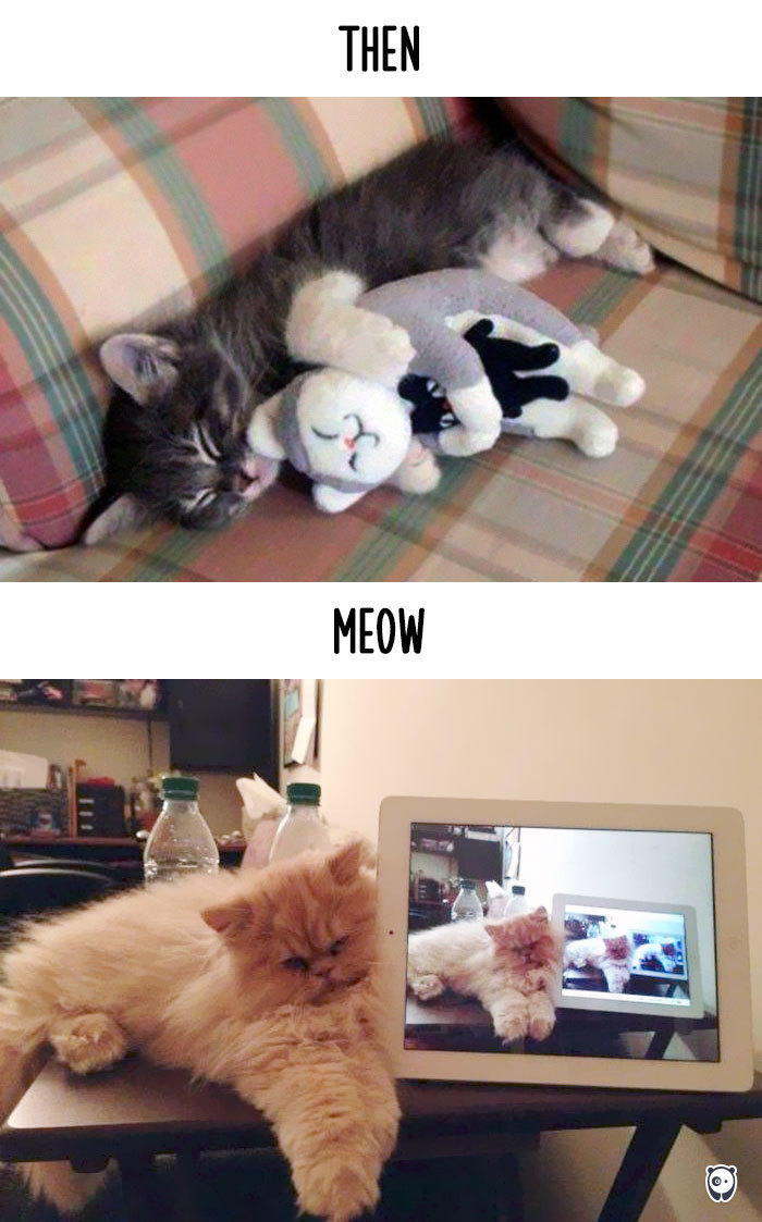 cats-then-now-funny-technology-change-life-10-57162507ede7f_700.jpg