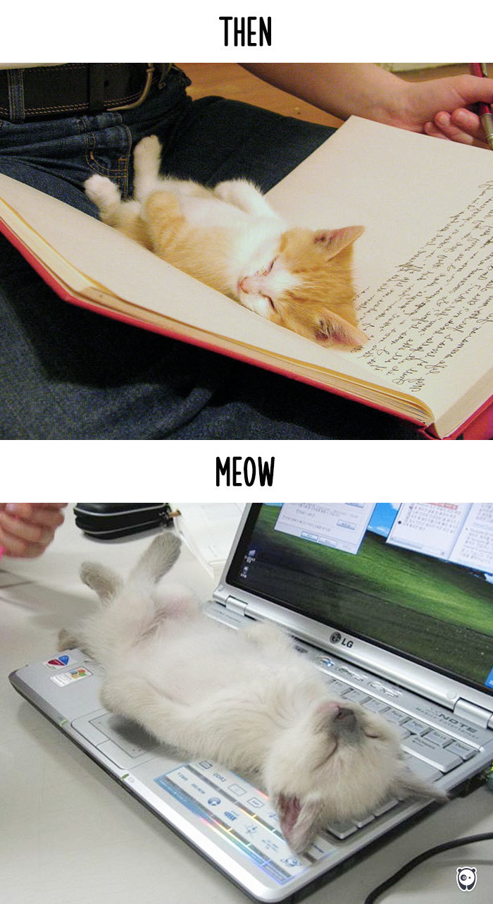 cats-then-now-funny-technology-change-life-8-571614339bfc2_700.jpg