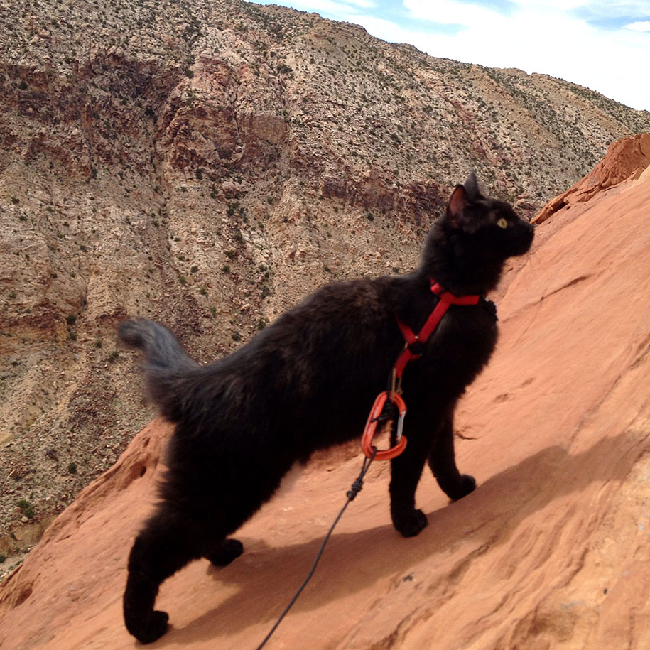climbing-adopted-cat-craig-armstrong-millie-13.jpg