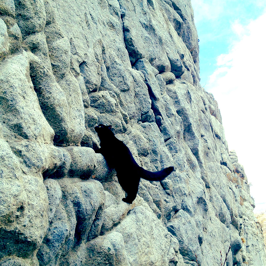 climbing-adopted-cat-craig-armstrong-millie-17.jpg