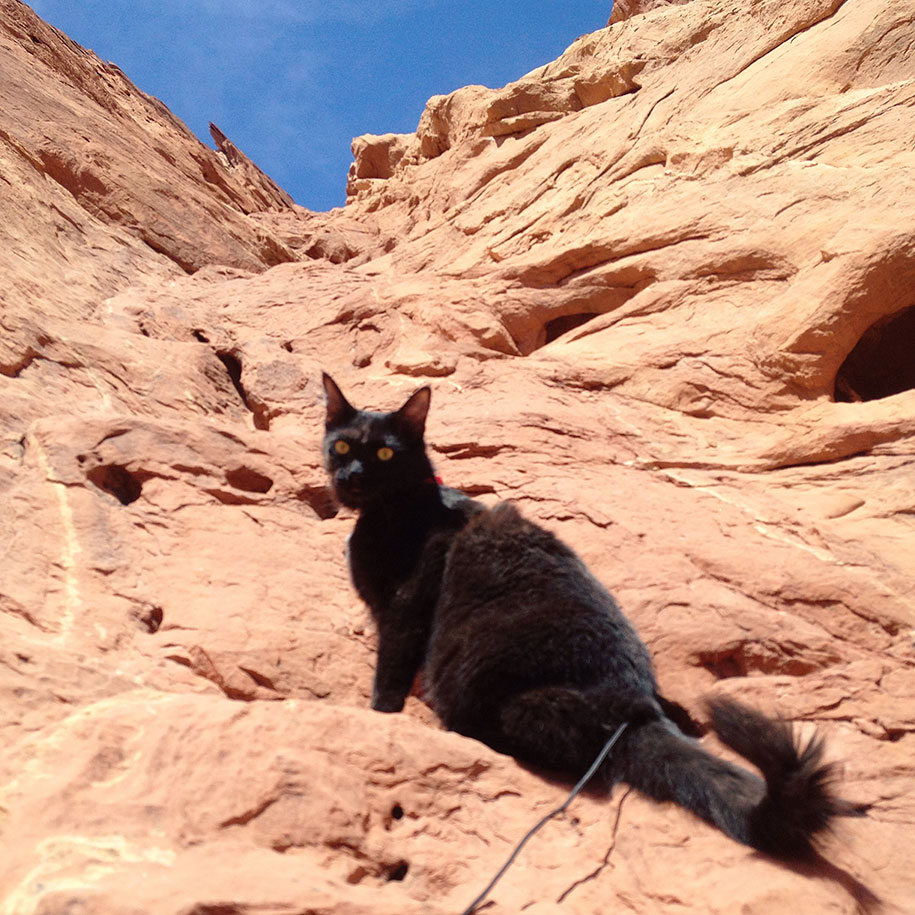 climbing-adopted-cat-craig-armstrong-millie-5.jpg