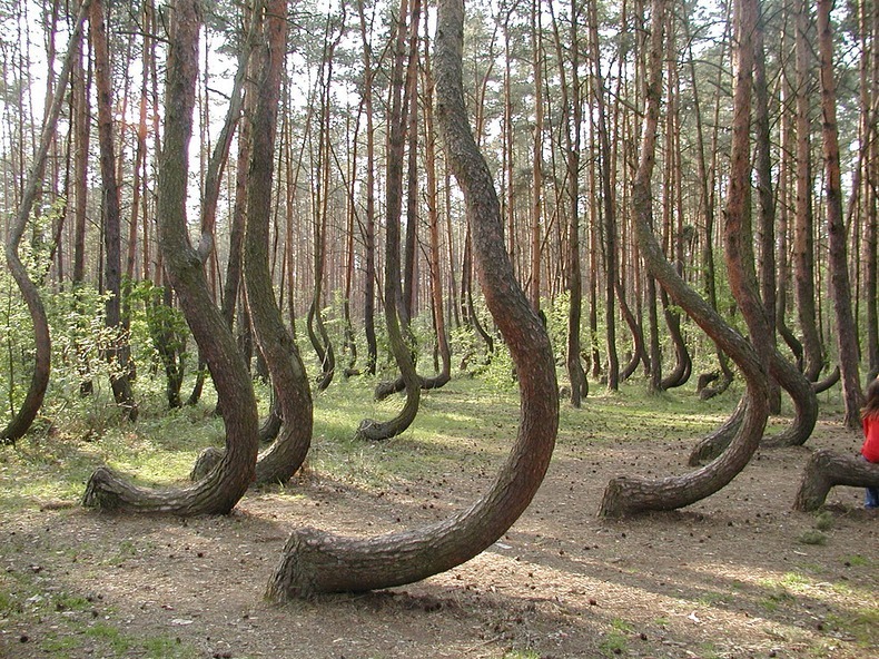 crooked-forest-6[2].jpg