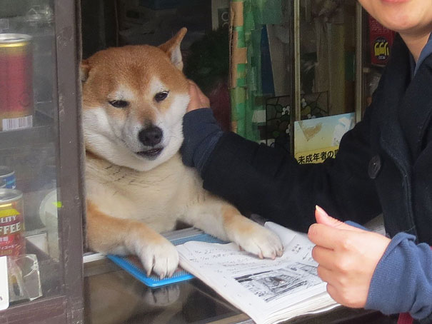 dog-opens-counter-window-shiba-inu-doge-2.jpg