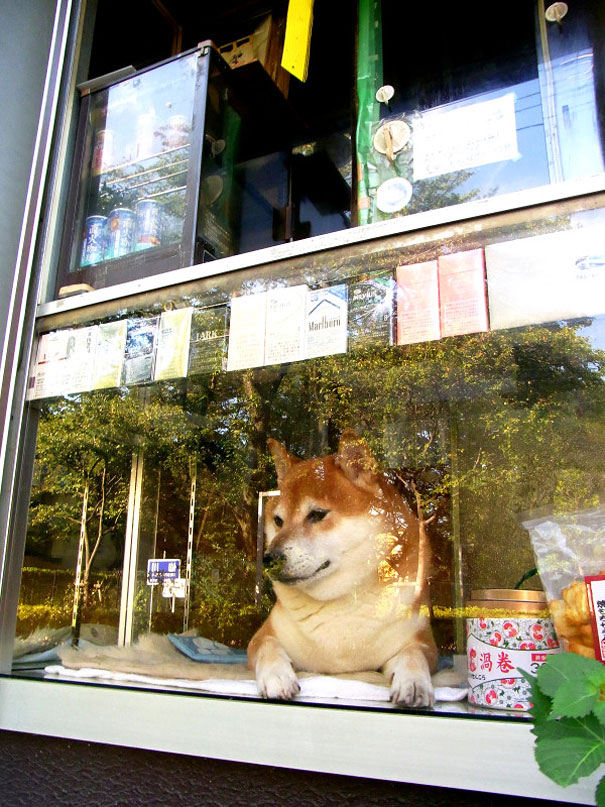 dog-opens-counter-window-shiba-inu-doge-6.jpg