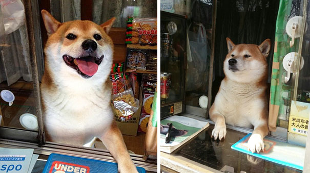dog-opens-counter-window-shiba-inu-doge-8.jpg