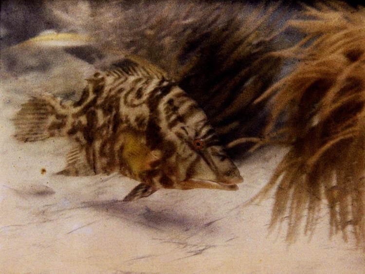 first-underwater-color-photograph.jpg