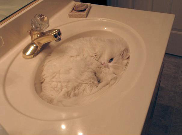 funny-liquid-cats-4_1.jpg