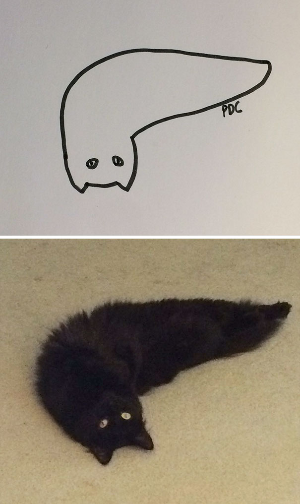 funny-poorly-drawn-cats-25-59705e9ab69e5_605.jpg