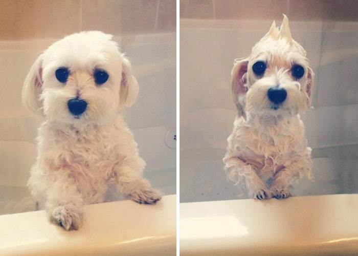 funny-wet-pets-before-after-bath-dogs-cats-2-57288b16225a0_700.jpg