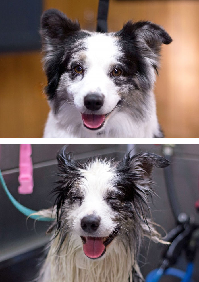 funny-wet-pets-before-after-bath-dogs-cats-43-5728988e484f3_700.jpg