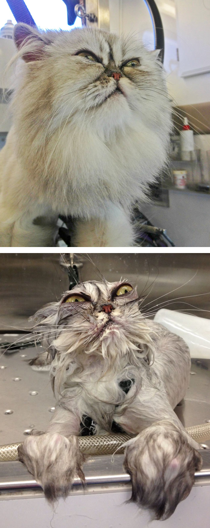 funny-wet-pets-before-after-bath-dogs-cats-49-5728af03c4553_700.jpg