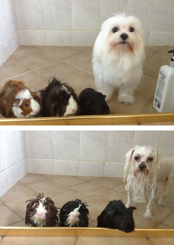 funny-wet-pets-before-after-bath-dogs-cats-5-57288b1b293de_700.jpg