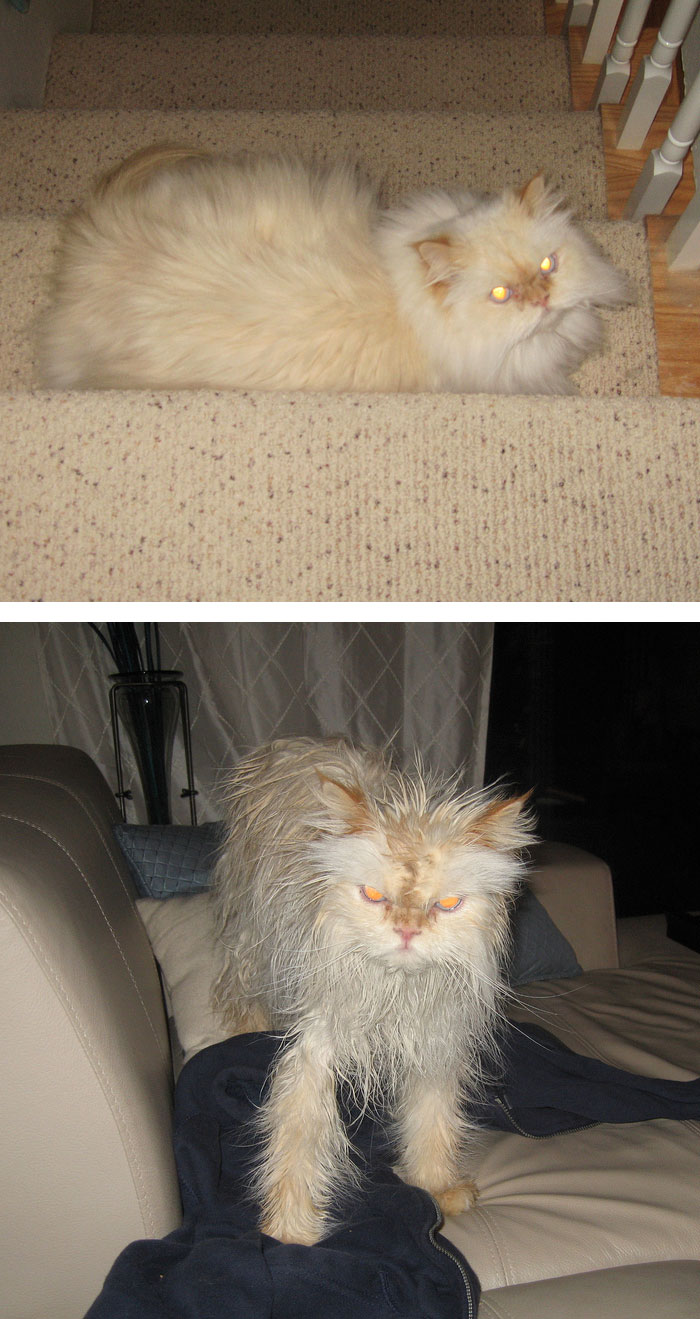 funny-wet-pets-before-after-bath-dogs-cats-50-5728b1898a058_700.jpg