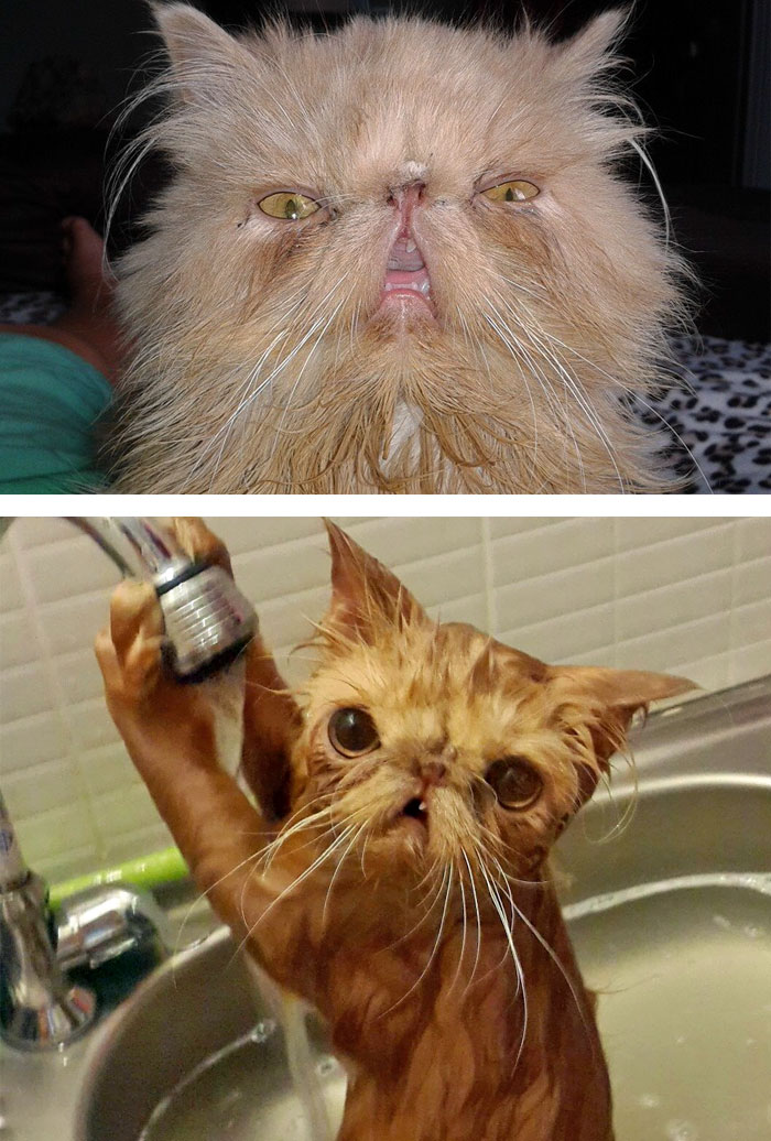 funny-wet-pets-before-after-bath-dogs-cats-59-572b07f6e128c_700.jpg