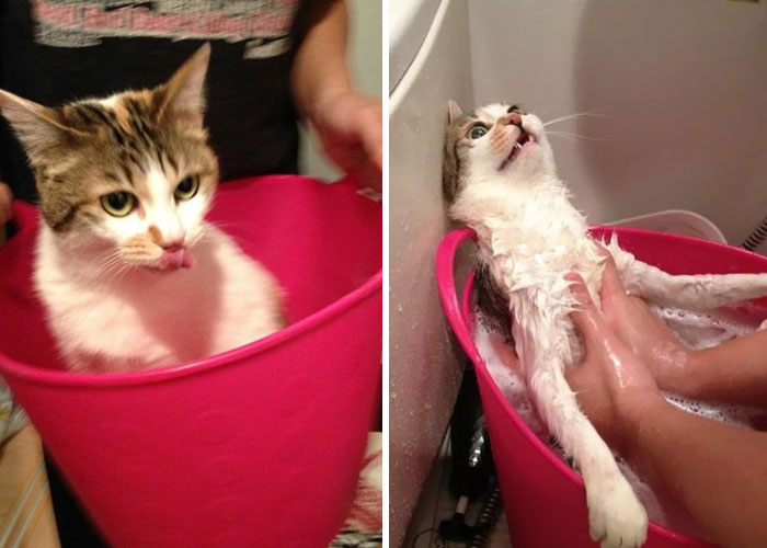 funny-wet-pets-before-after-bath-dogs-cats-62-572b0f1fbb153_700.jpg