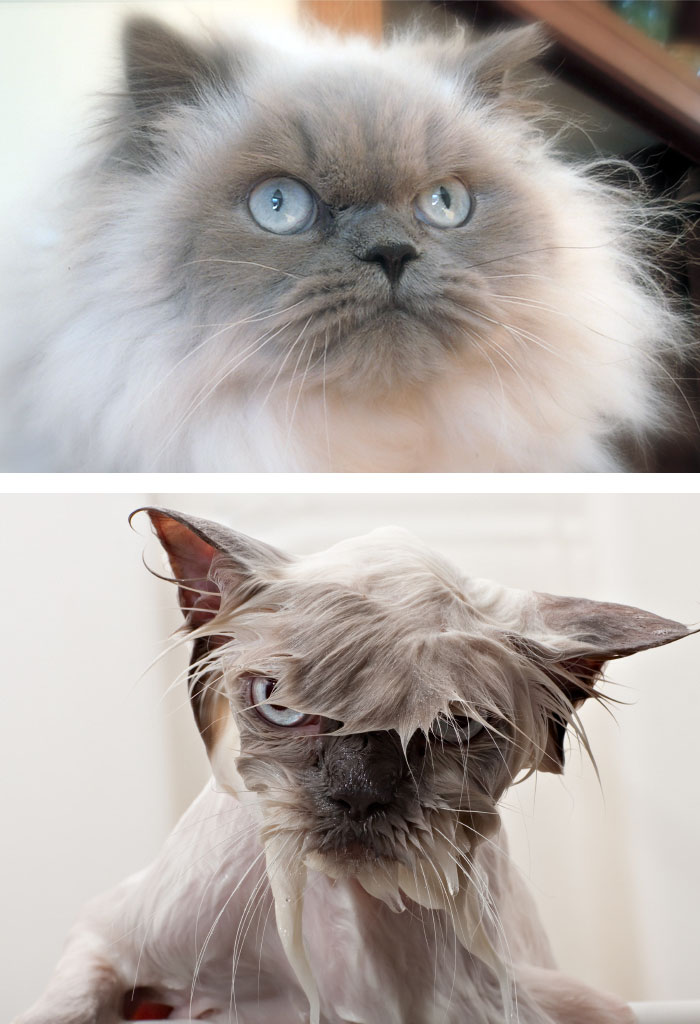 funny-wet-pets-before-after-bath-dogs-cats-63-572b200701c3b_700.jpg