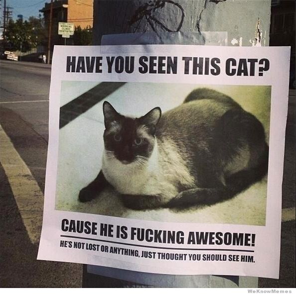 have-you-seen-this-cat.jpg