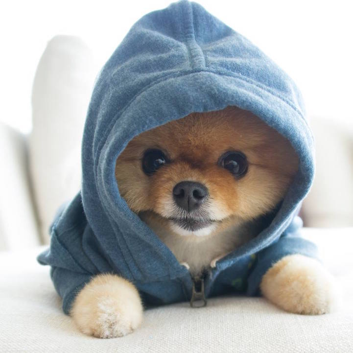 jiffpom15.jpg