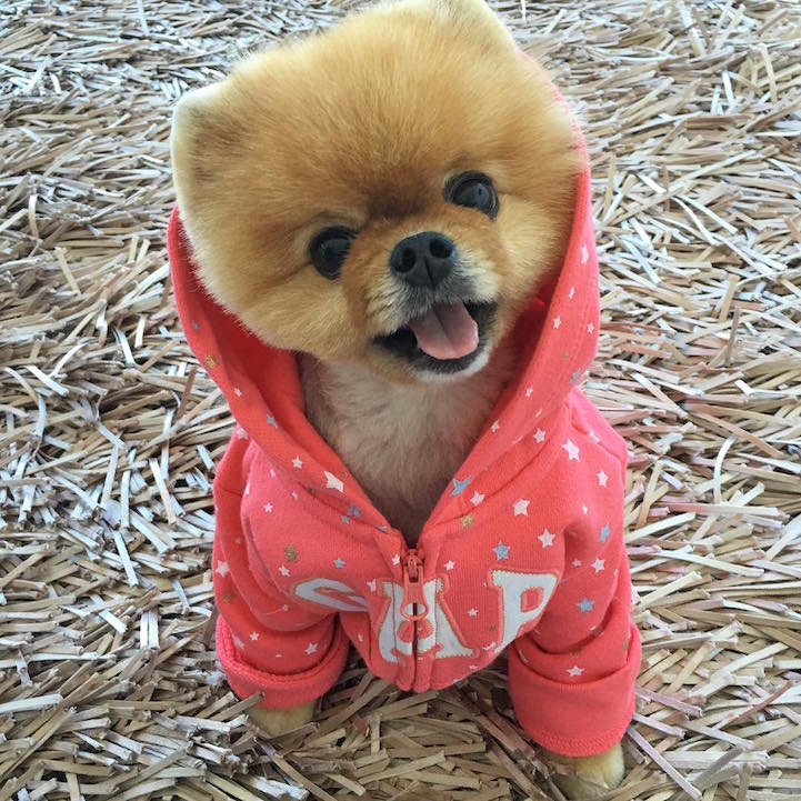 jiffpom16.jpg