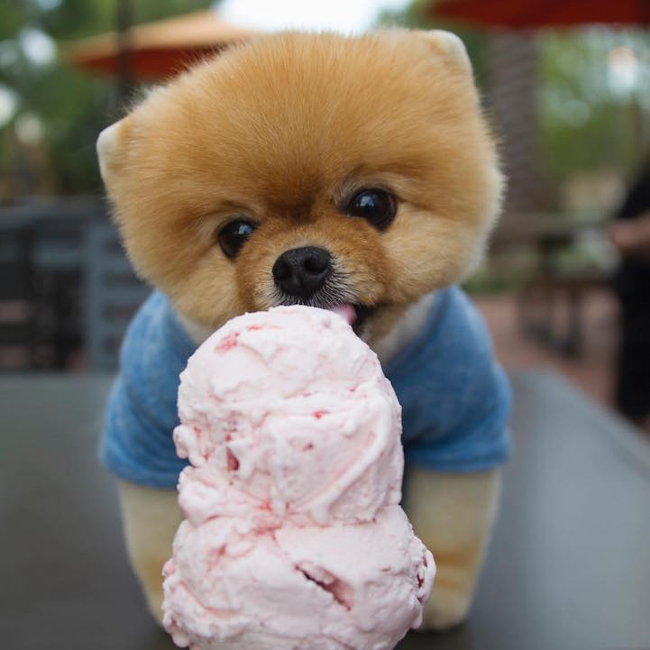 jiffpom3.jpg