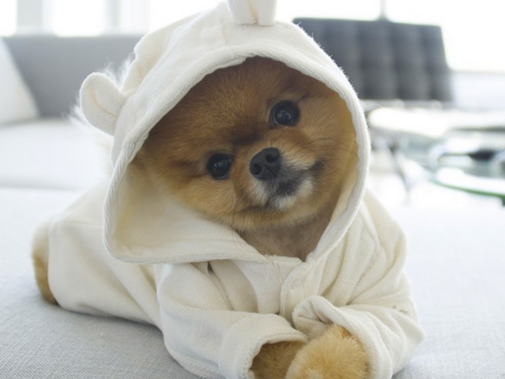 jiffpom5.jpg