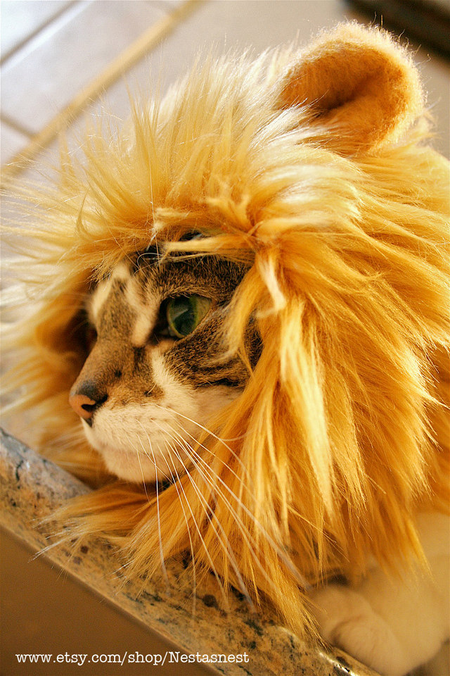 lion-cat-hat-2.jpg