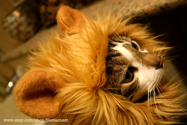 lion-cat-hat-3.jpg