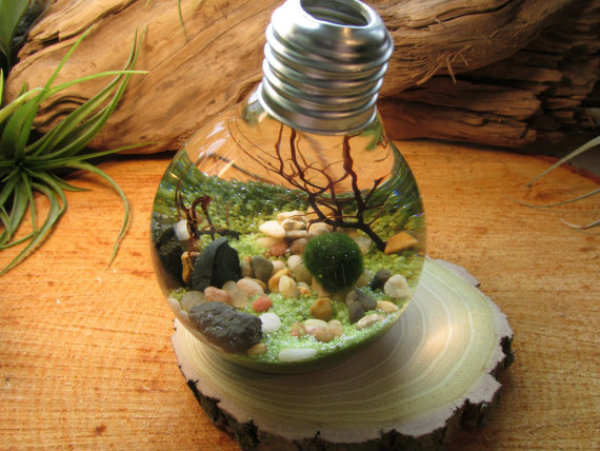 marimo-ball-bulb-aquarium.jpg