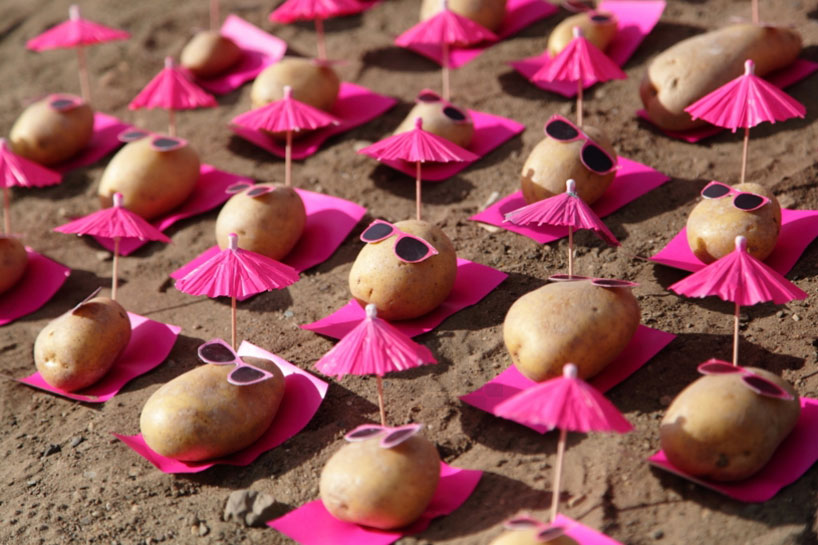 peter-pink-potatoes-designboom-12.jpg