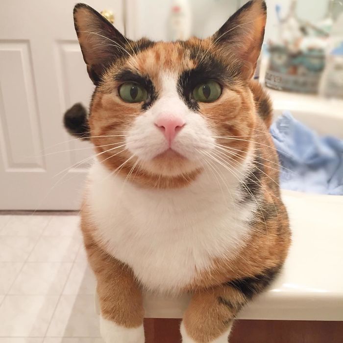 purrfect-eyebrows-2016-trend-is-present-in-the-pet-world-580873d195577_700.jpg