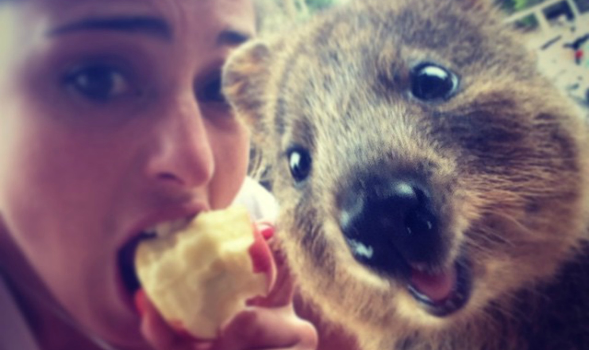 quokka-cover.jpg