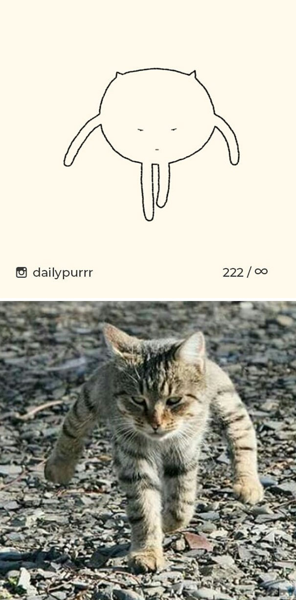 stupid-cat-drawings-dailypurrr-20-5af017bcd52e2_605.jpg